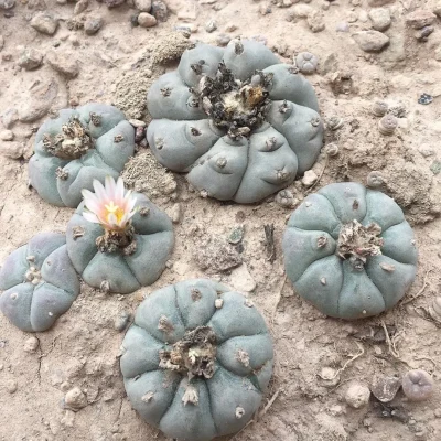 planta del peyote